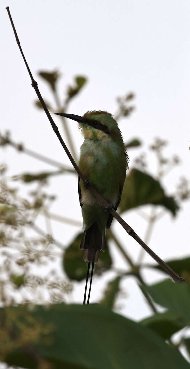 Abejaruco Esmeralda Oriental - ML608726424