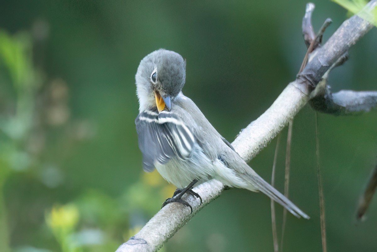 Least Flycatcher - ML608726448