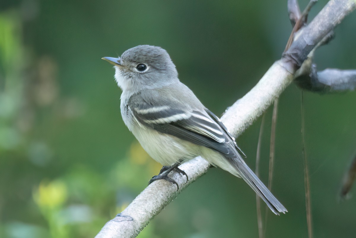 Least Flycatcher - Kent Fiala