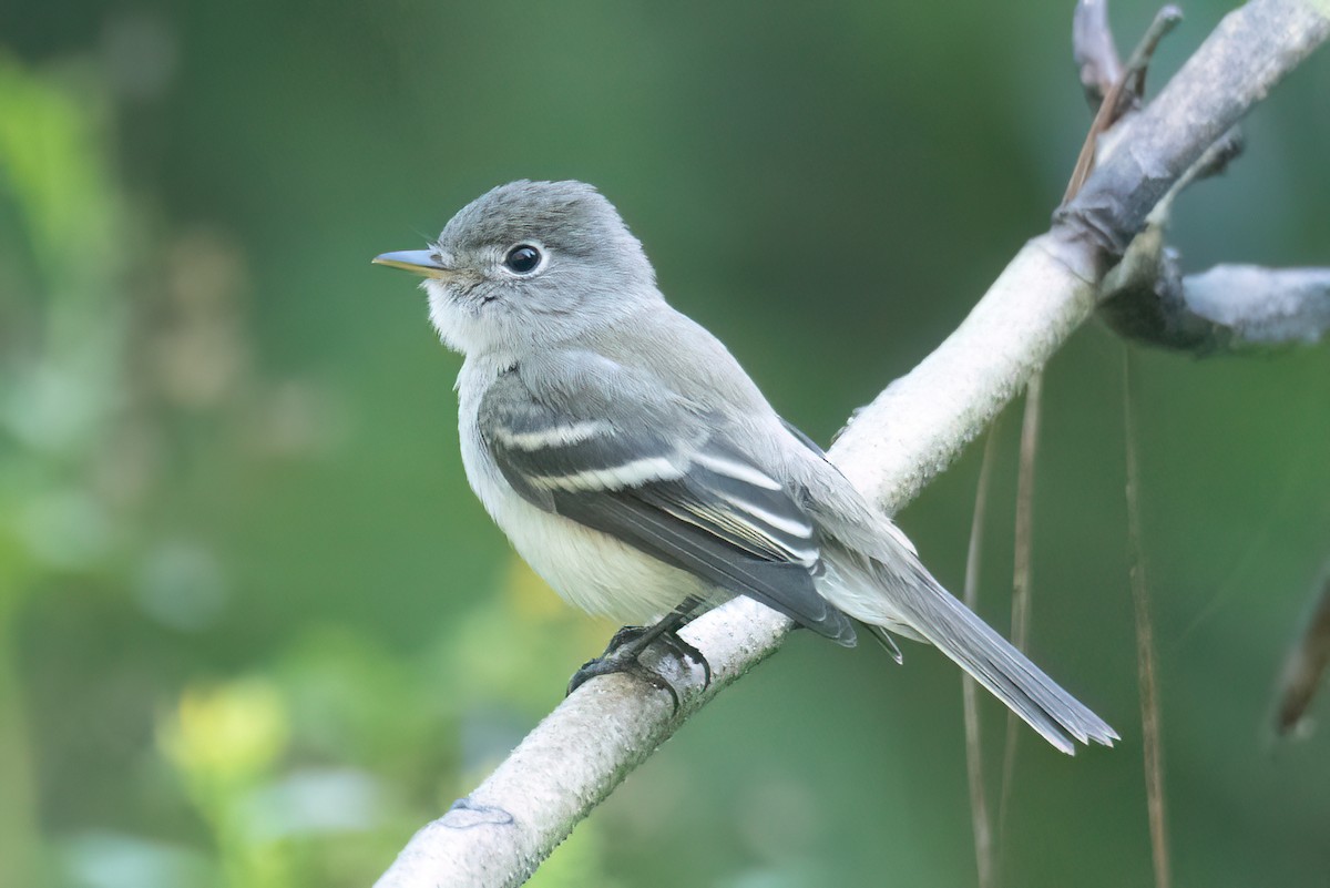 Least Flycatcher - ML608726450