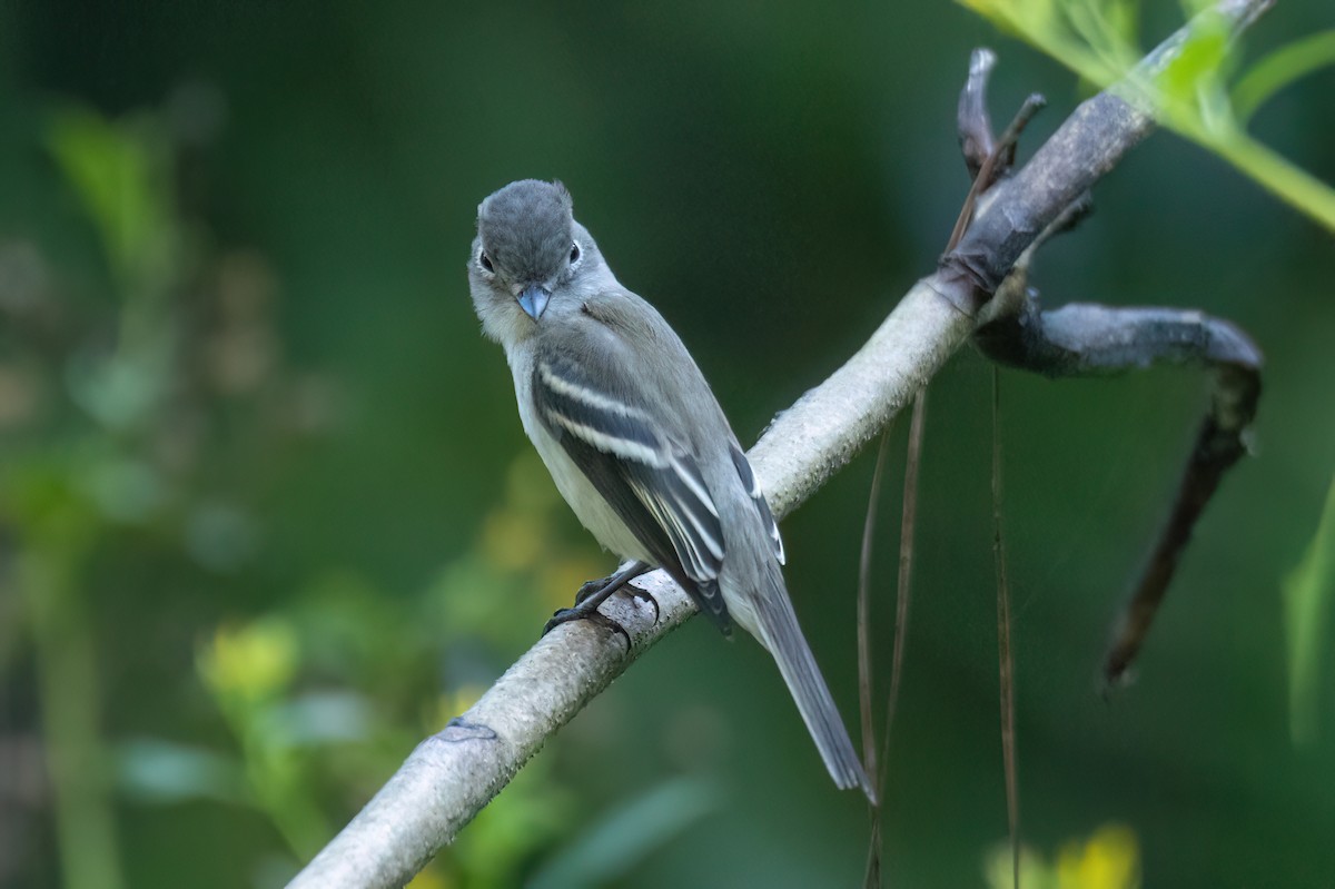 Least Flycatcher - ML608726451
