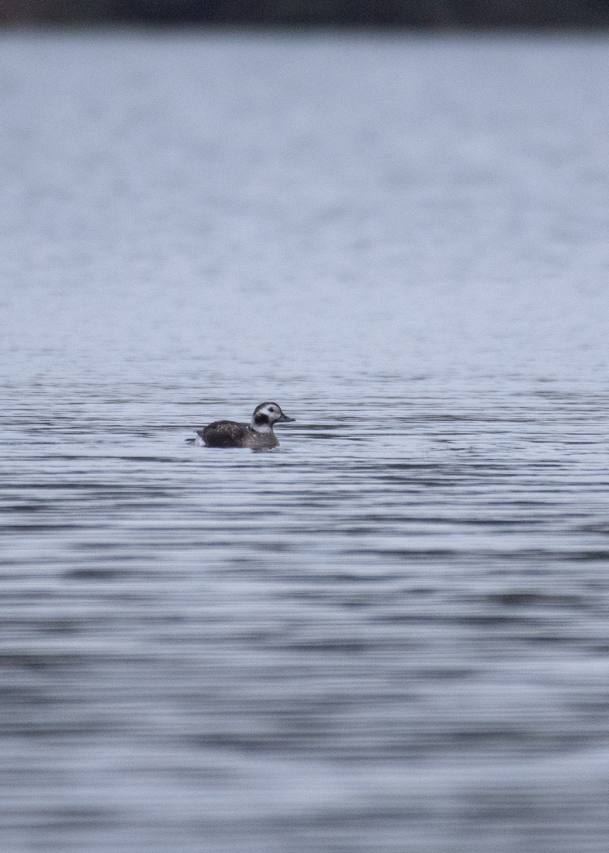 Long-tailed Duck - ML608726506