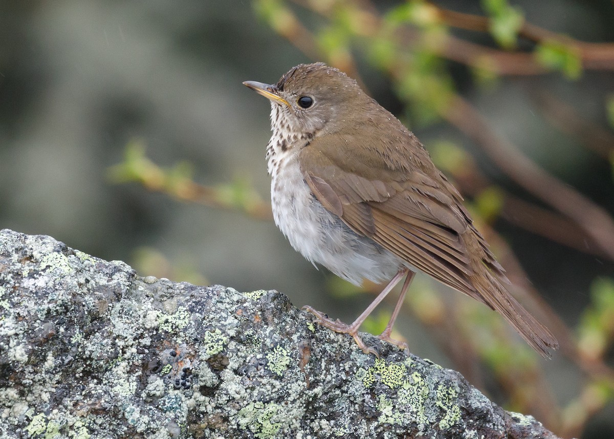 Bicknell's Thrush - ML60872651