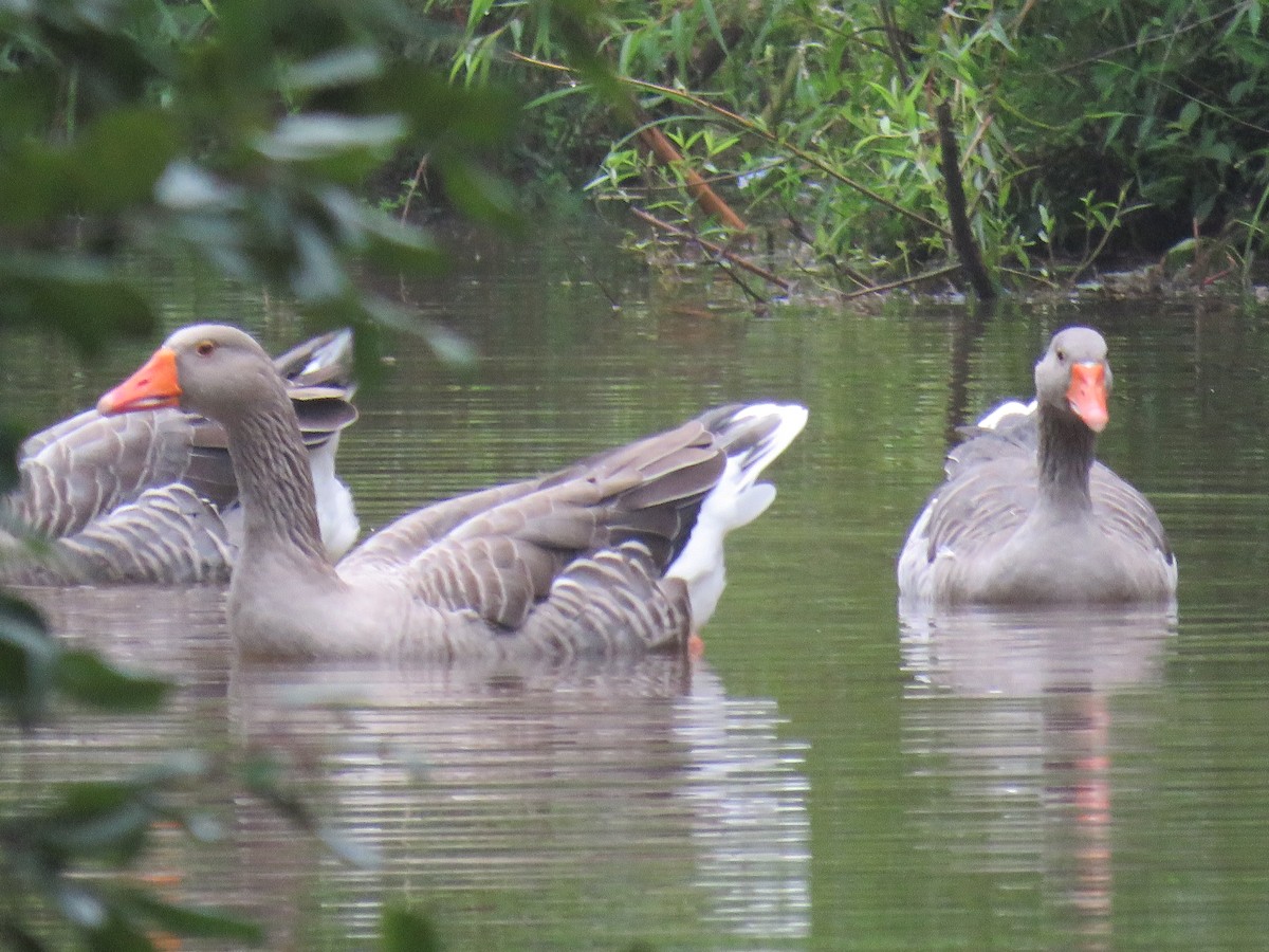 Graylag Goose (Domestic type) - ML608726520