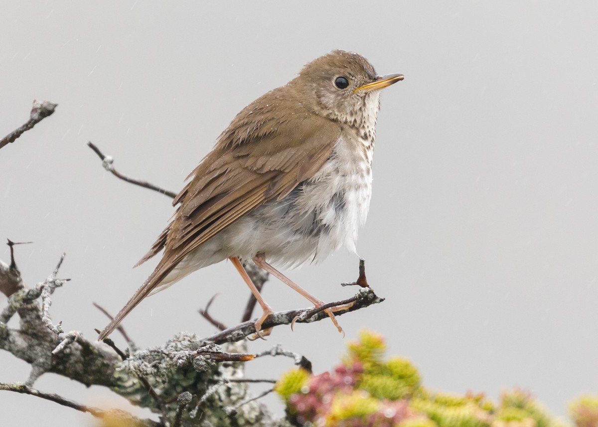 Bicknell's Thrush - ML60872661