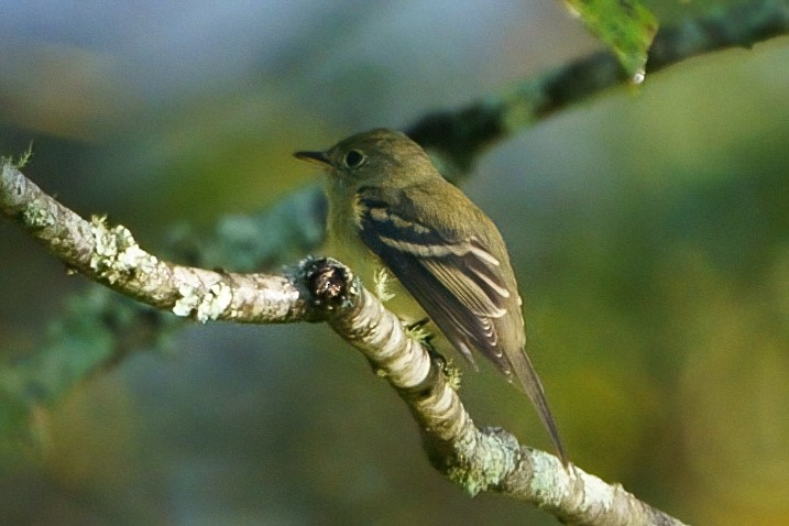 Acadian Flycatcher - ML608726635