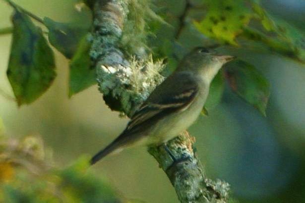 Acadian Flycatcher - ML608726636