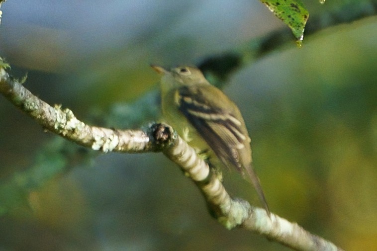 Acadian Flycatcher - ML608726637