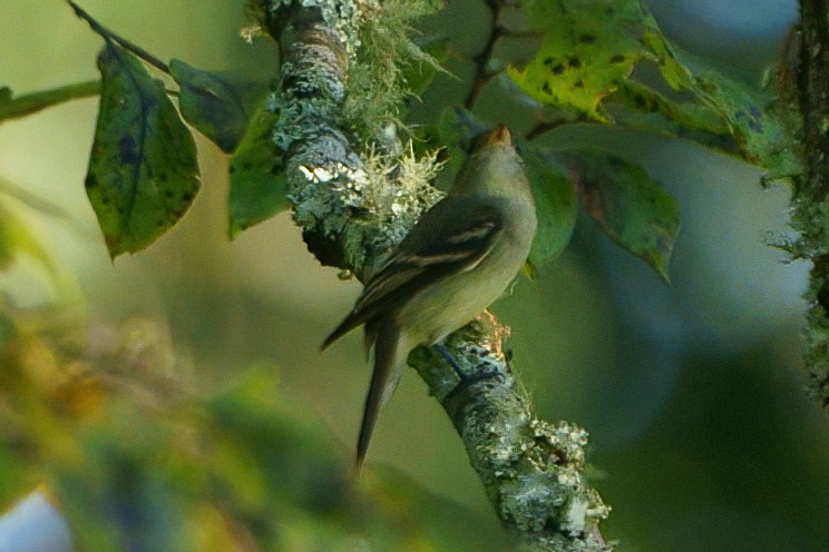 Acadian Flycatcher - ML608726638