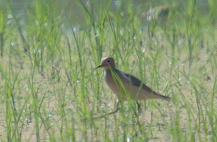 Buff-breasted Sandpiper - ML608726680