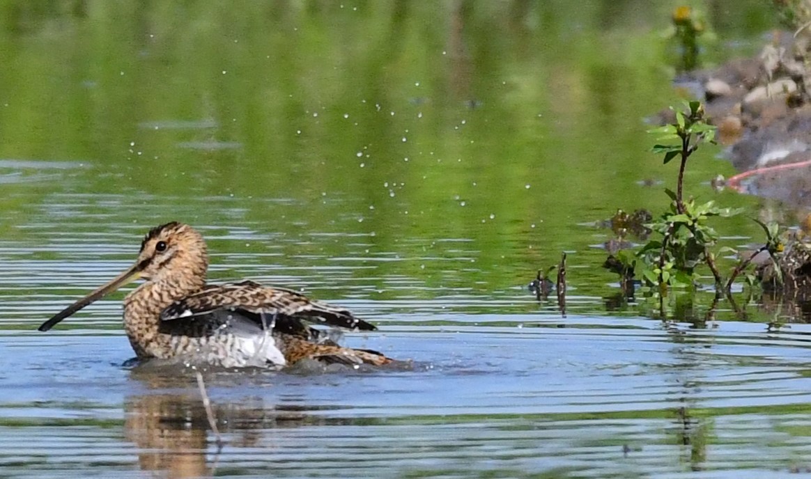 Common Snipe - ML608726735