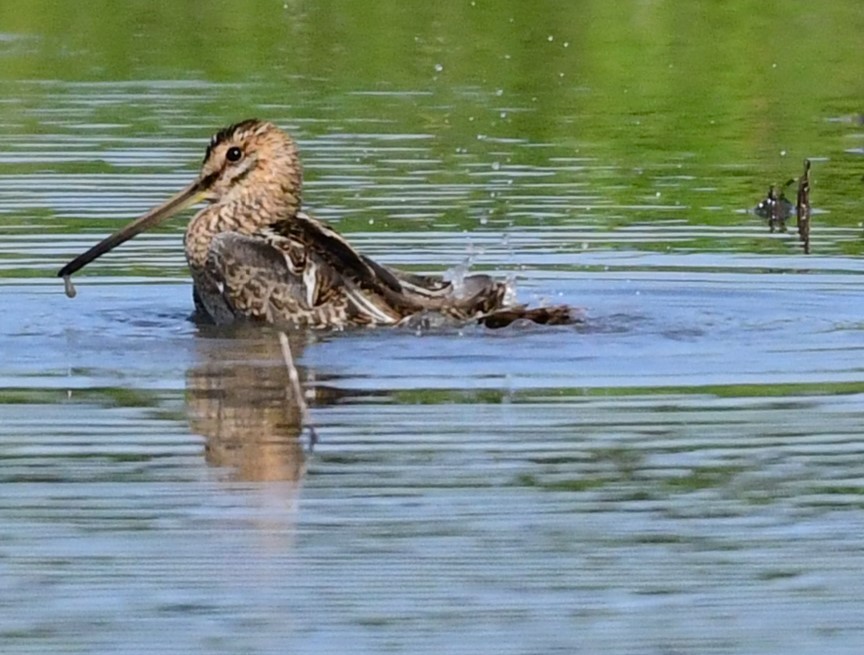 Common Snipe - ML608726737