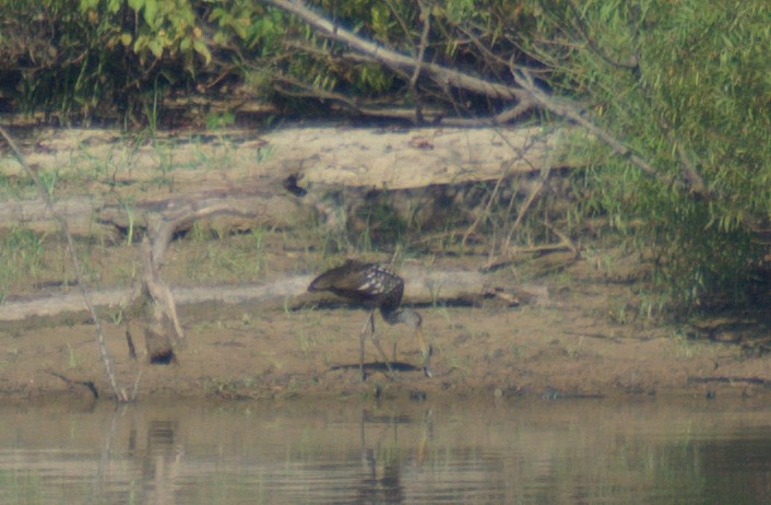 Limpkin - ML608726779