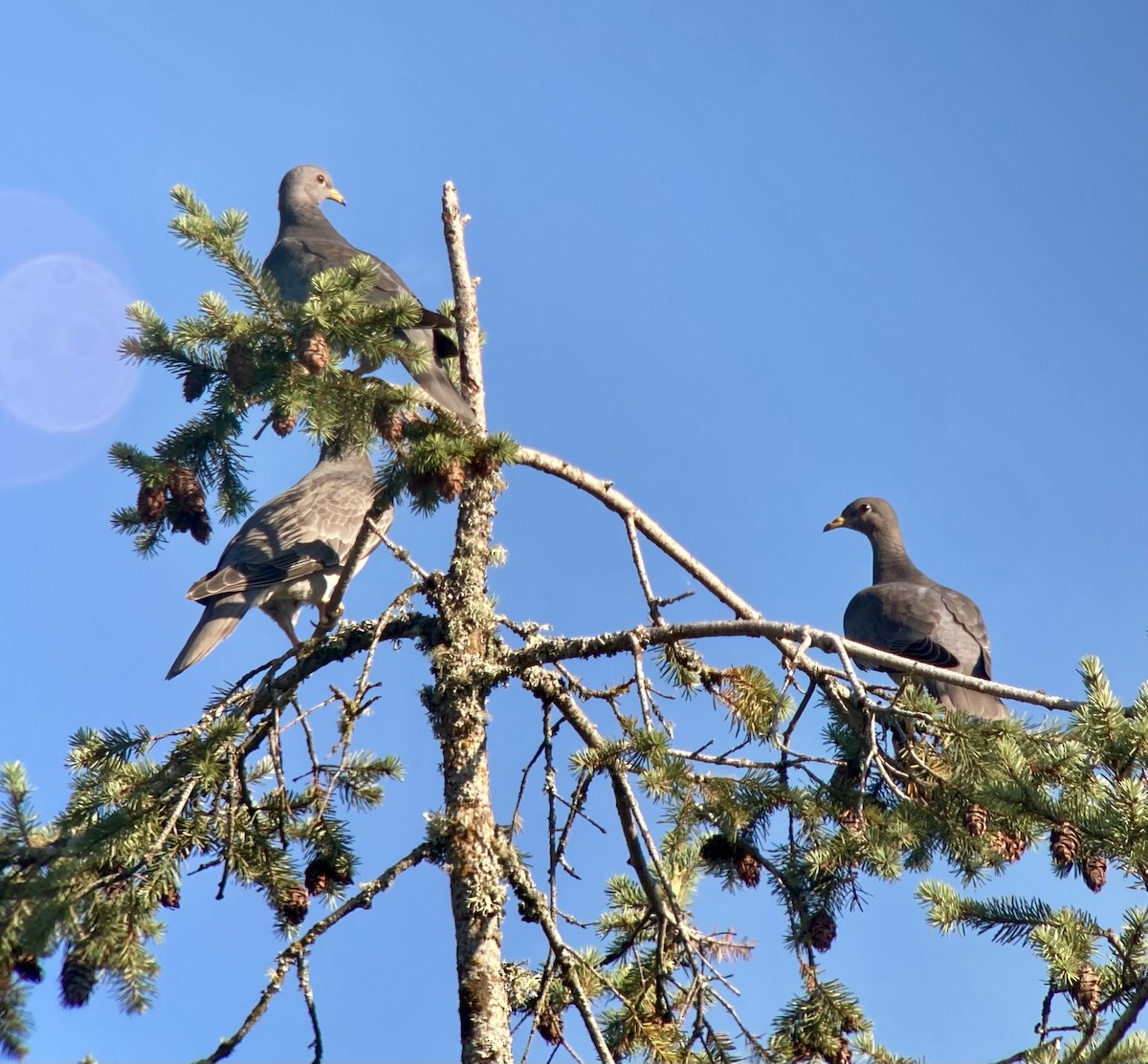 Band-tailed Pigeon - Caleb Catto