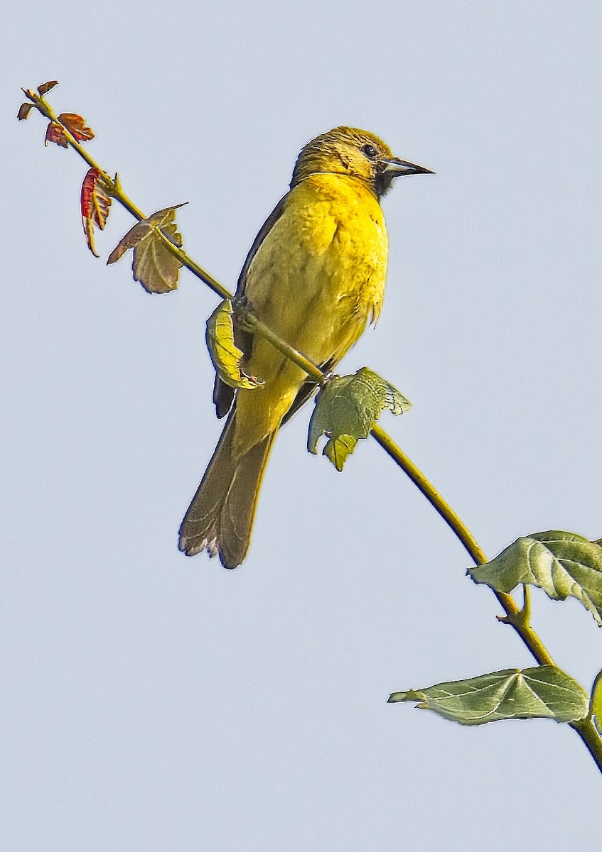 Orchard Oriole - ML608726839