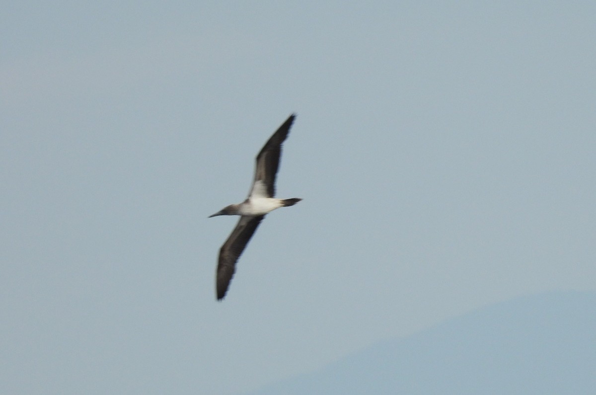 Blue-footed Booby - ML608726865