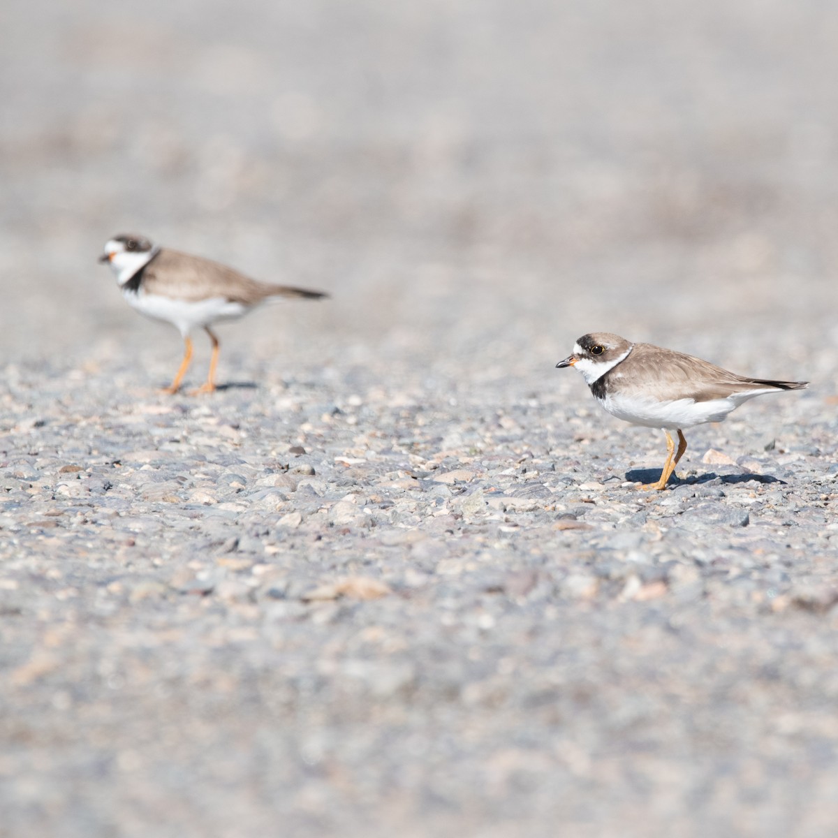 Semipalmated Plover - ML608726949