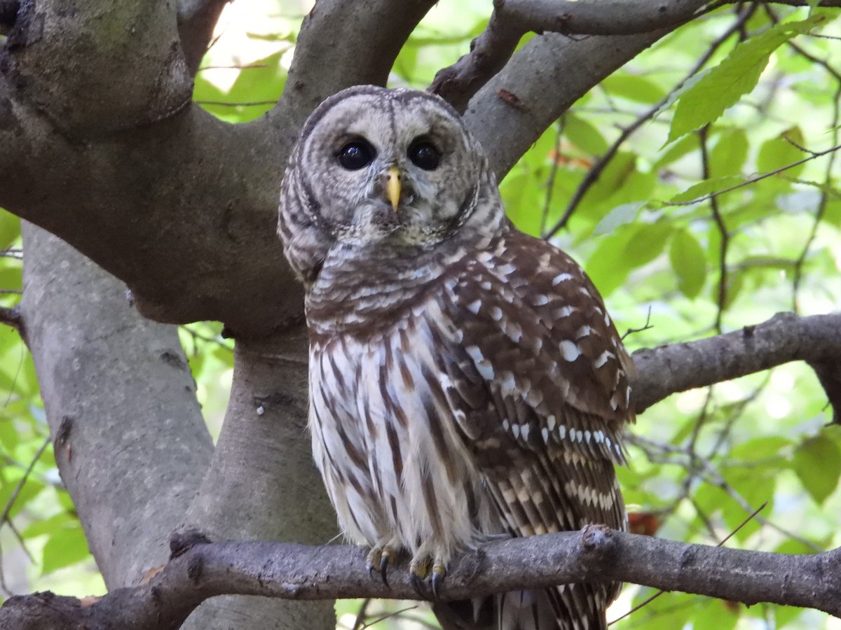 Barred Owl - Jennifer  Kuehn