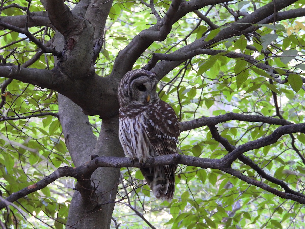 Barred Owl - Jennifer  Kuehn