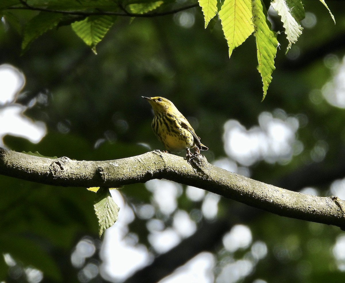 Cape May Warbler - Jennifer  Kuehn