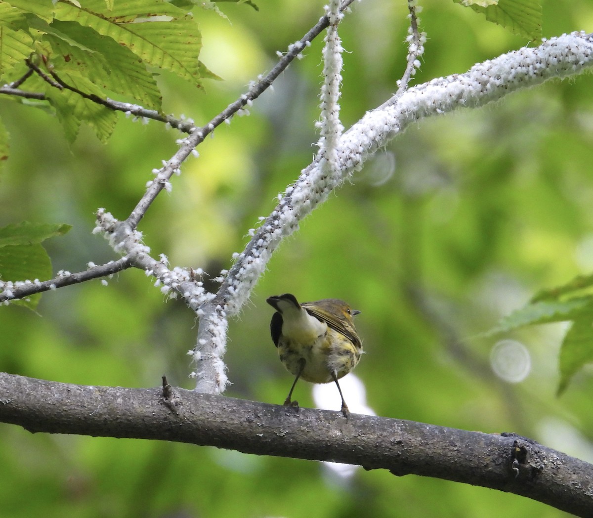 Cape May Warbler - Jennifer  Kuehn