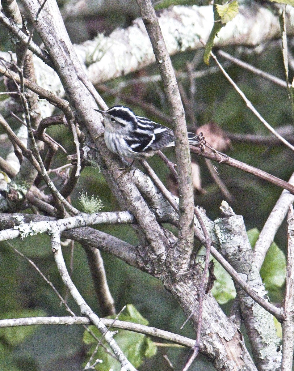 Black-and-white Warbler - ML608727033