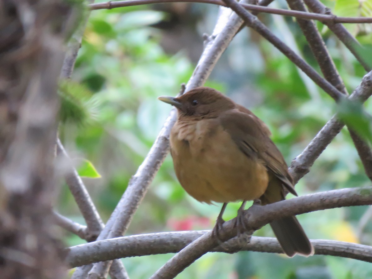 Clay-colored Thrush - Nancy Henke