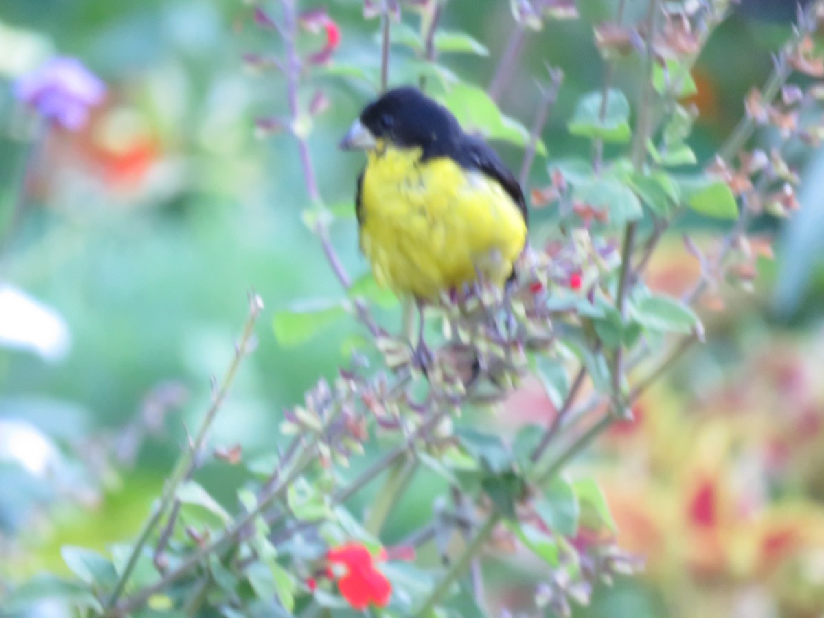 Lesser Goldfinch - ML608727205