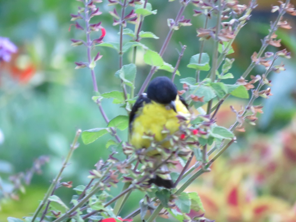 Lesser Goldfinch - ML608727206