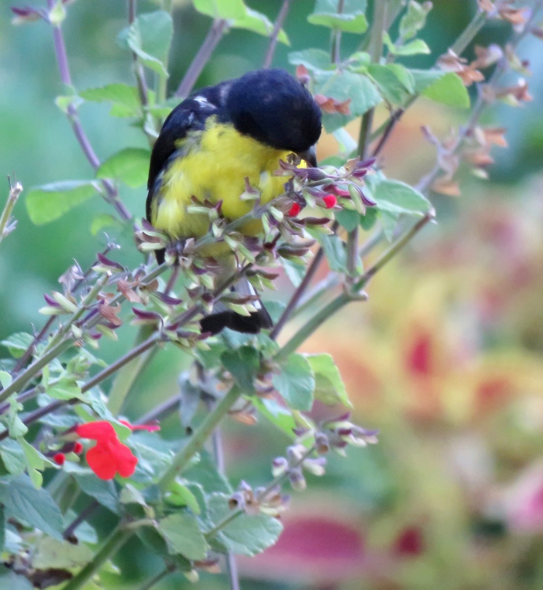 Lesser Goldfinch - Nancy Henke