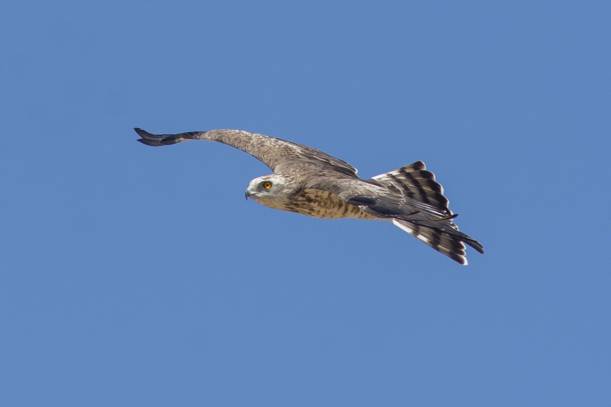 Short-toed Snake-Eagle - Javier Ruiz Alba