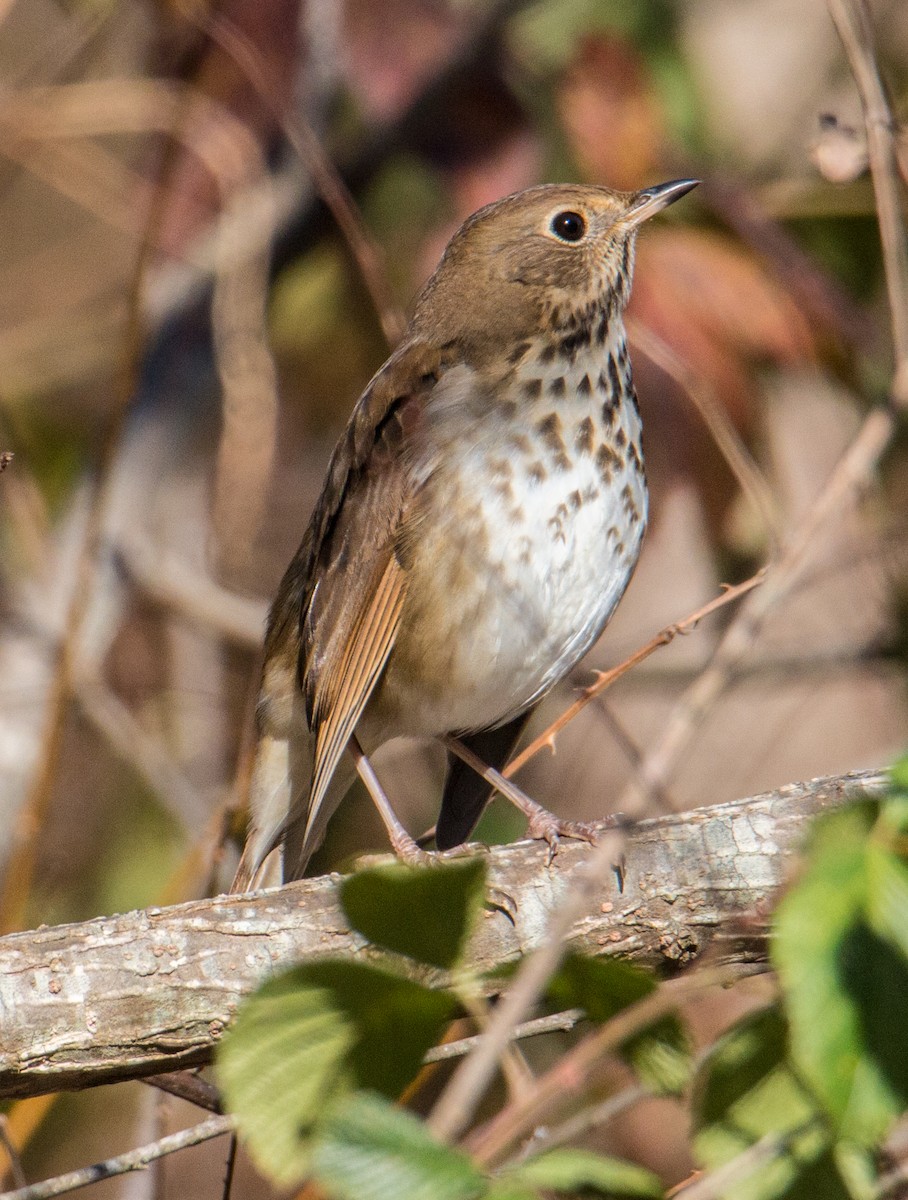 Hermit Thrush - ML608727214