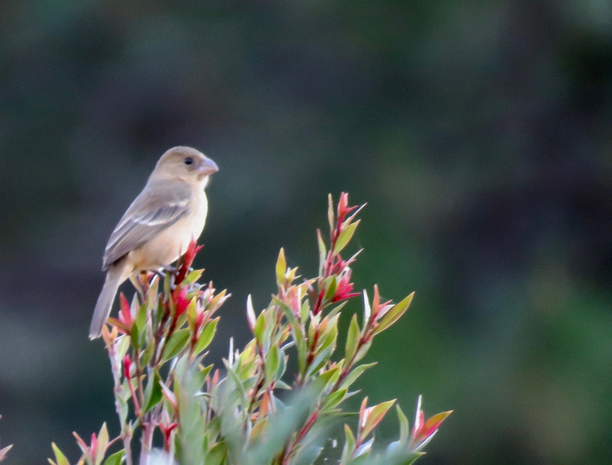 Morelet's Seedeater - ML608727267