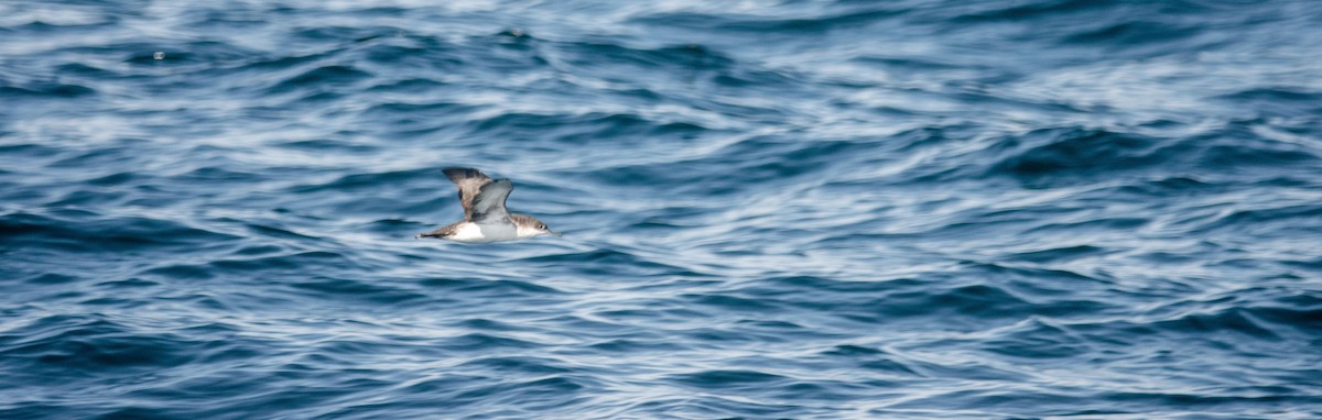 Manx Shearwater - Tony Rinaud