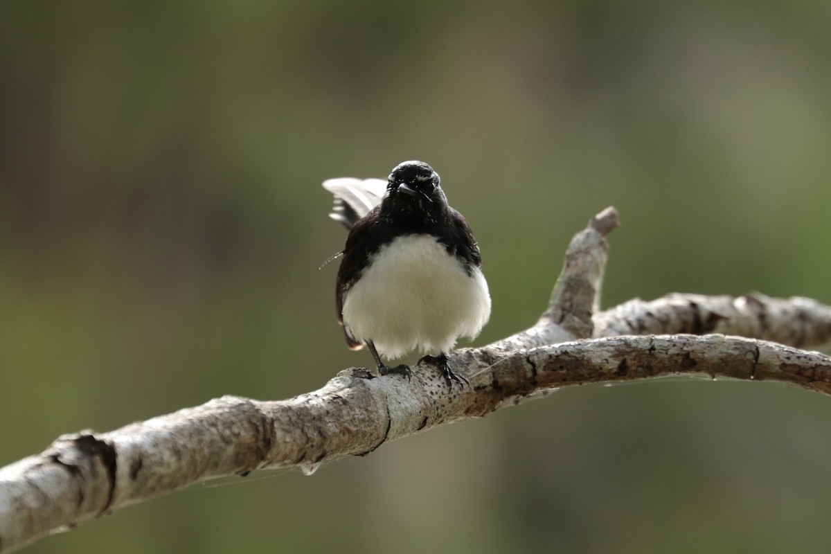 Willie-wagtail - ML608727331