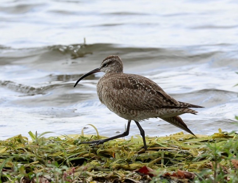 Regenbrachvogel - ML608727369