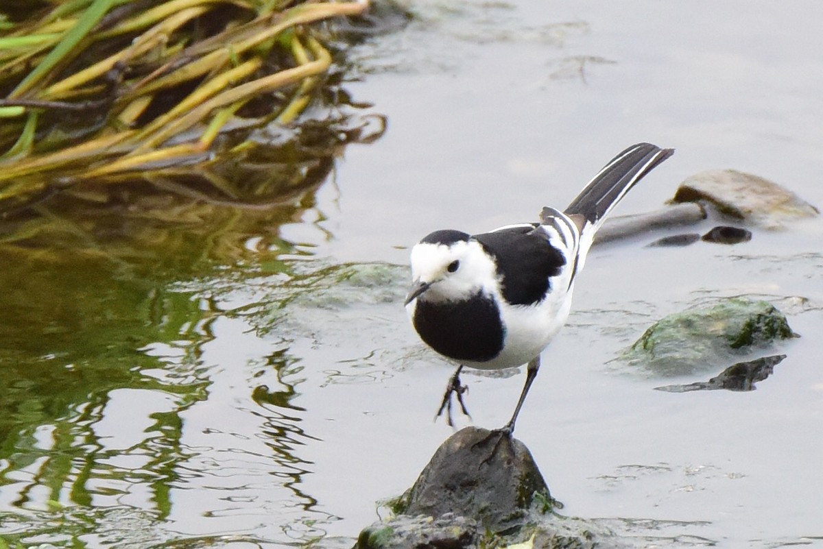 White Wagtail - ML60872741