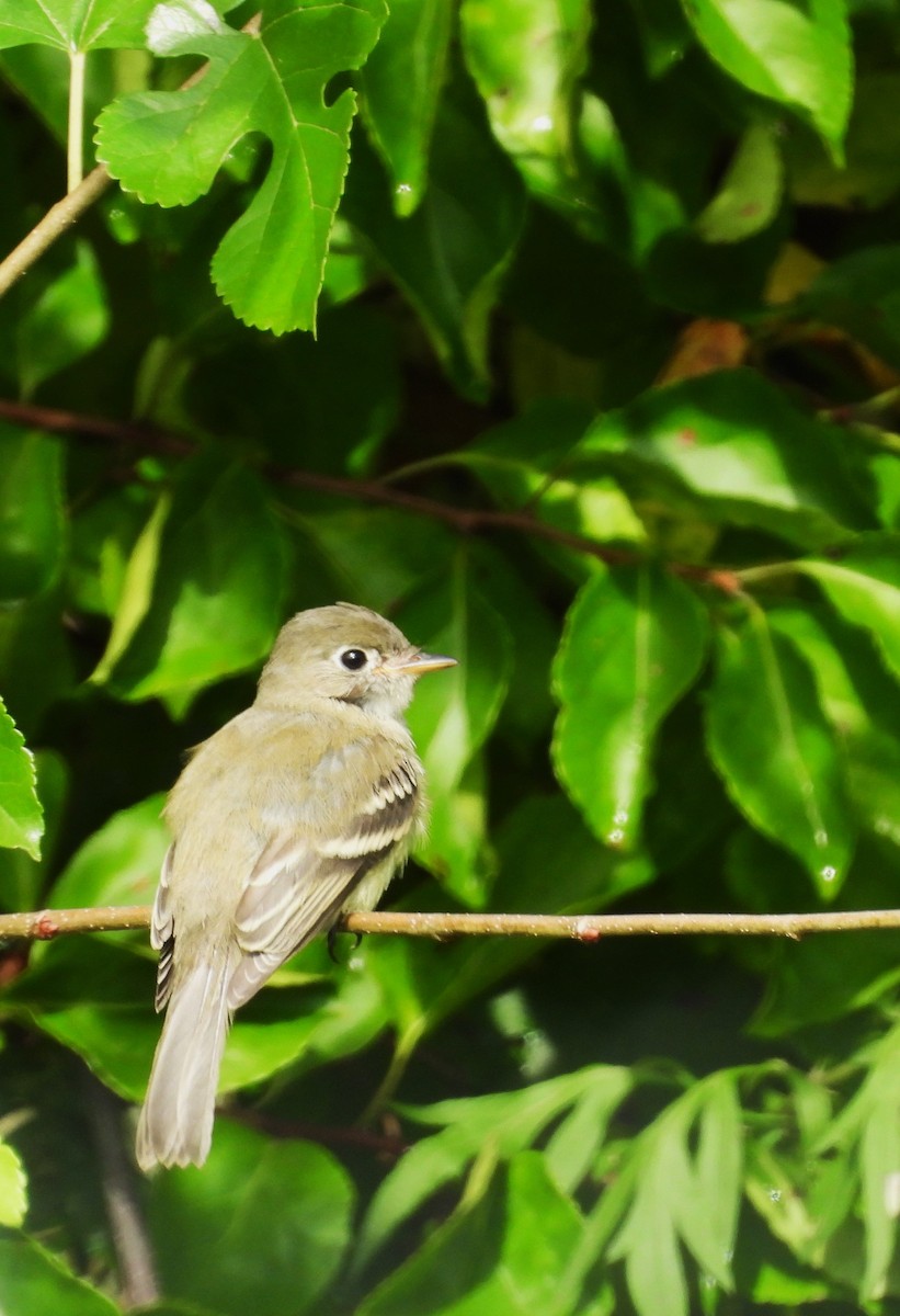 Least Flycatcher - ML608727436