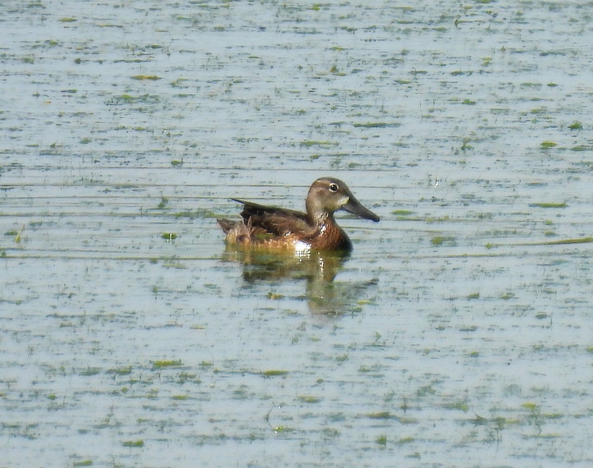 Blue-winged Teal - ML608727526