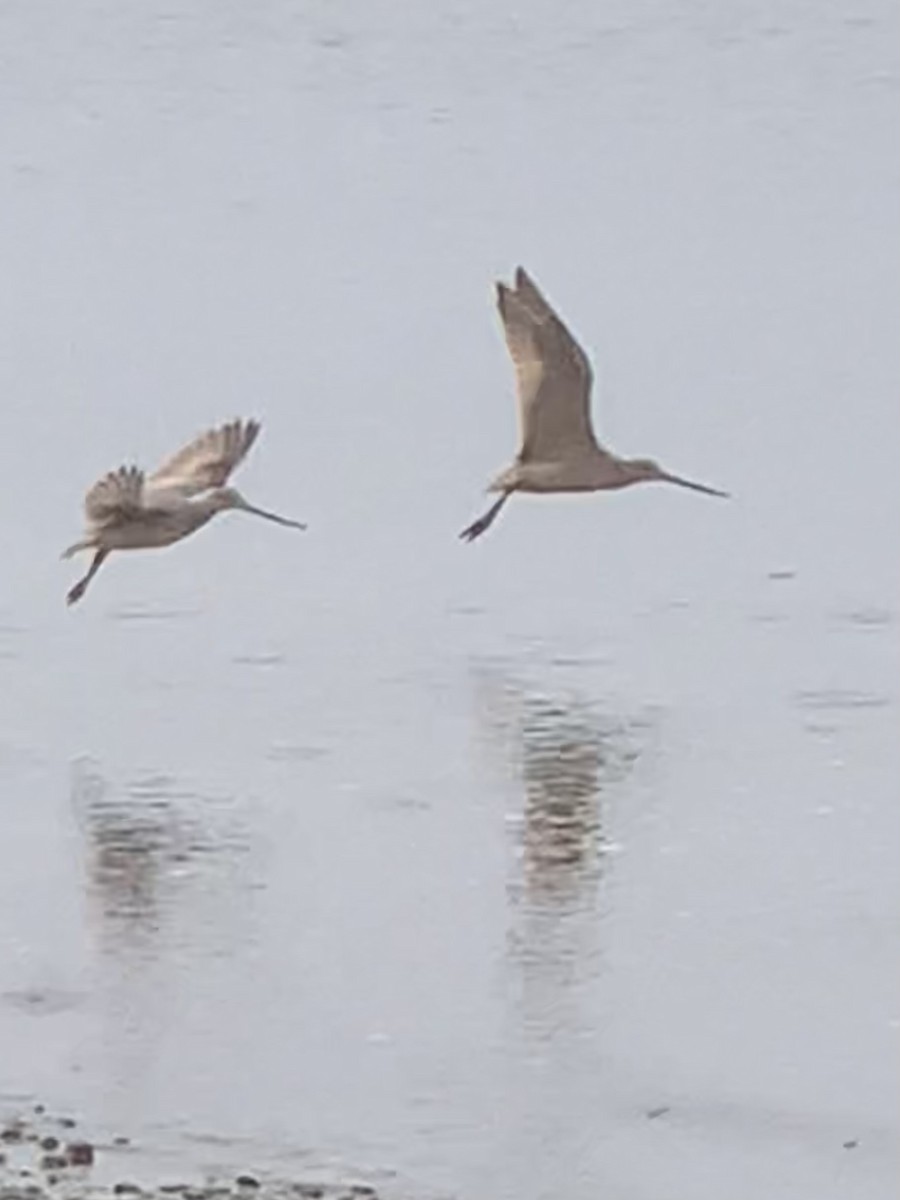 Marbled Godwit - ML608727725