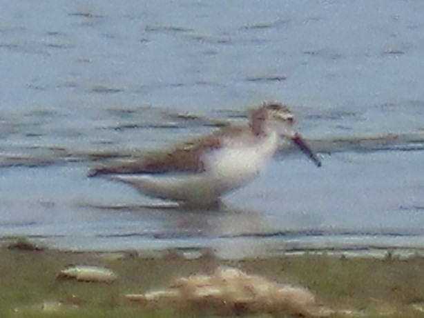 Western Sandpiper - Port of Baltimore