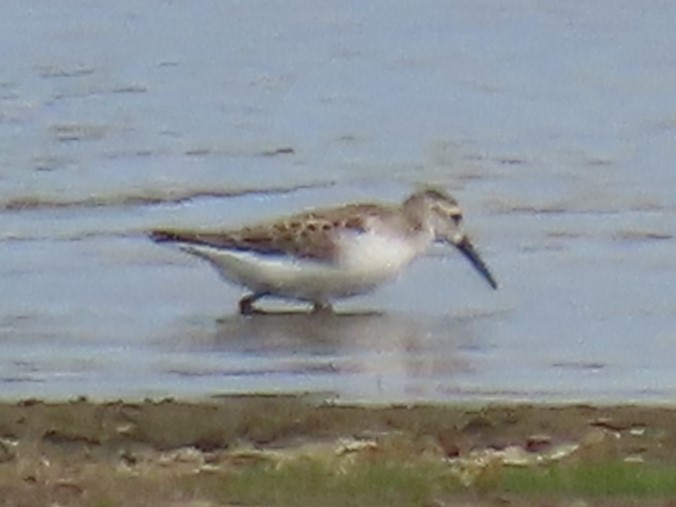 Western Sandpiper - ML608727732