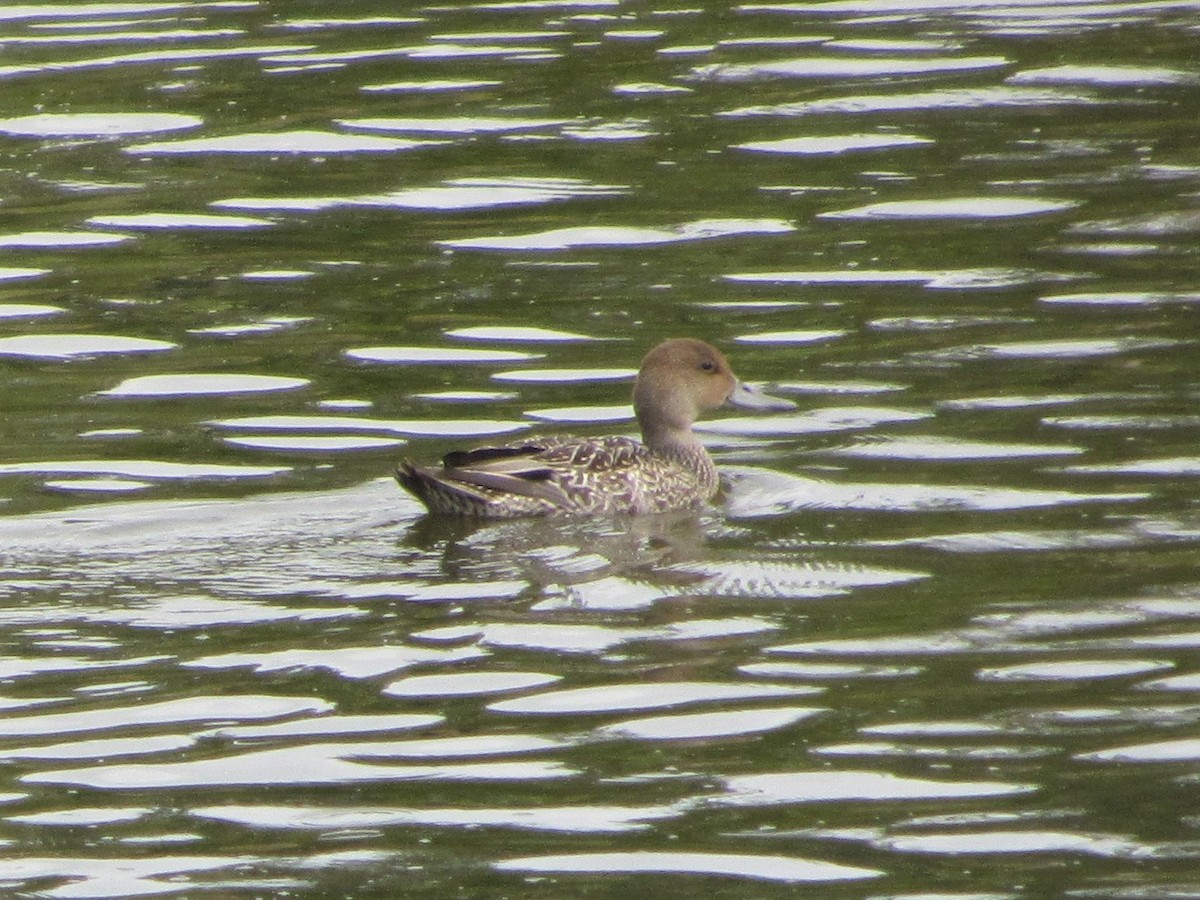 Northern Pintail - ML608727758