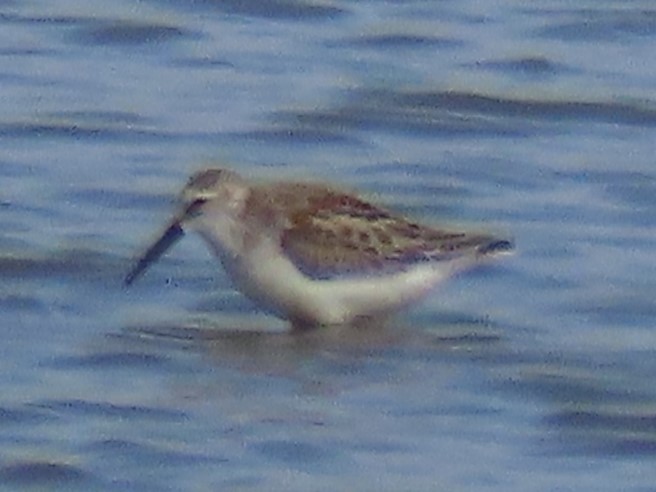 Western Sandpiper - ML608727772