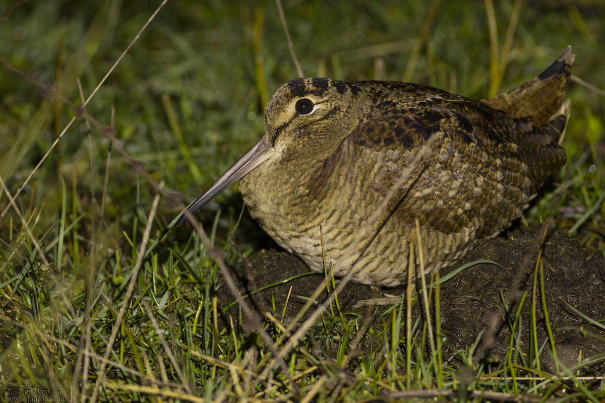 Eurasian Woodcock - ML608727902