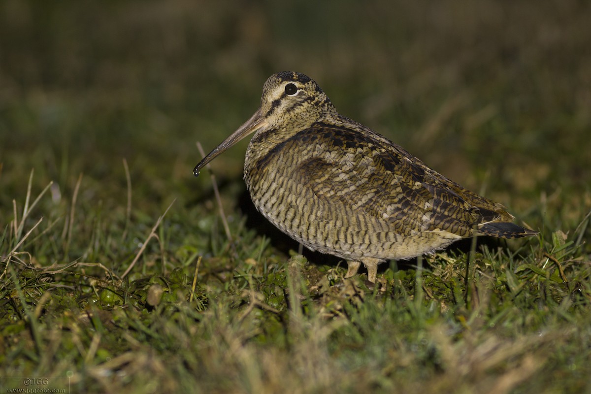 Eurasian Woodcock - ML608727903