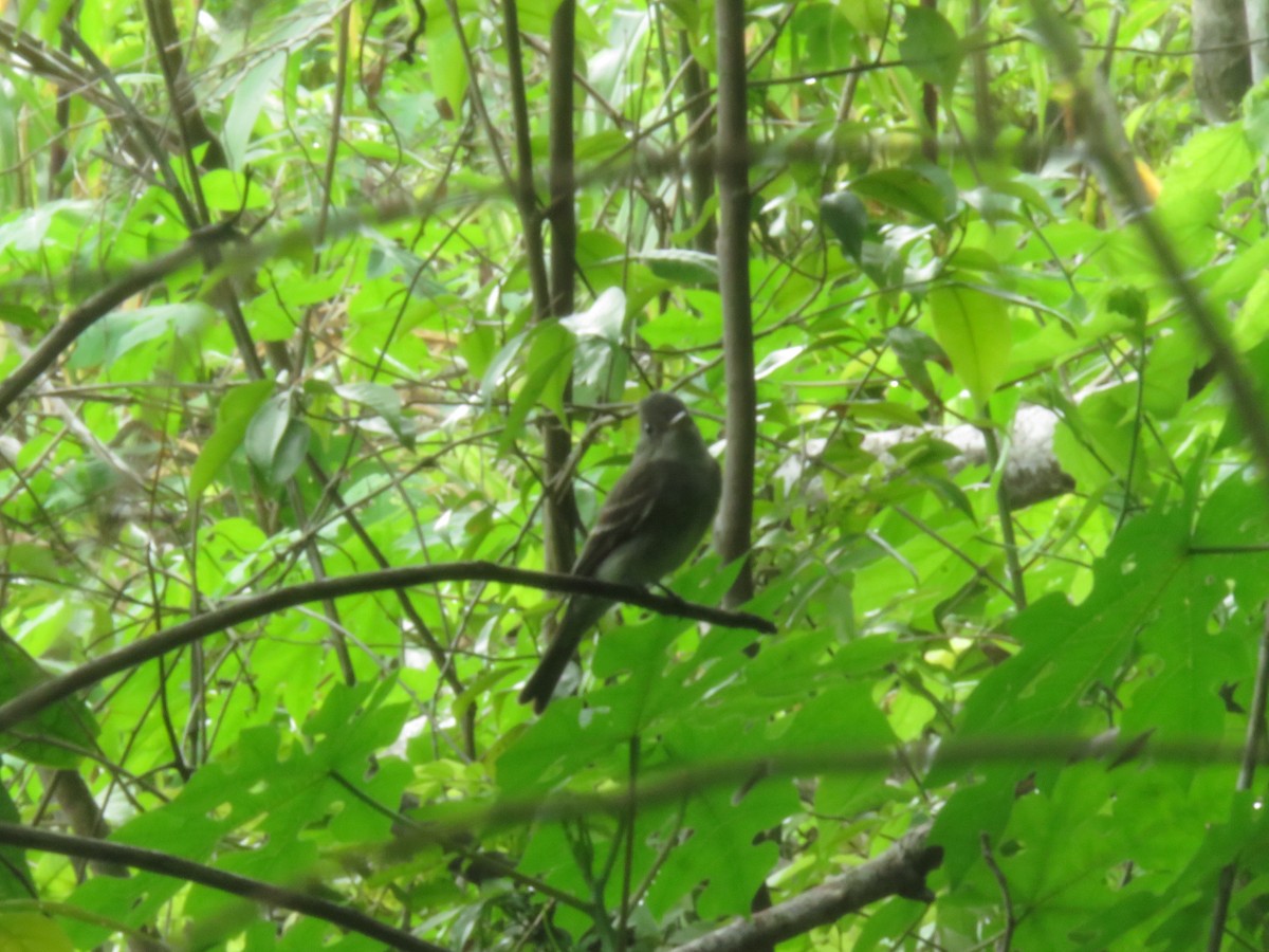 Eastern Wood-Pewee - ML608727952