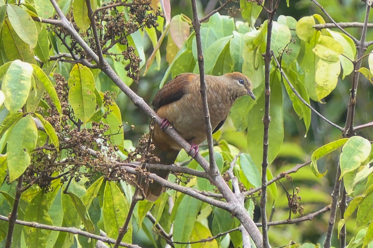 Tórtola Cuco Piquinegra - ML608728039