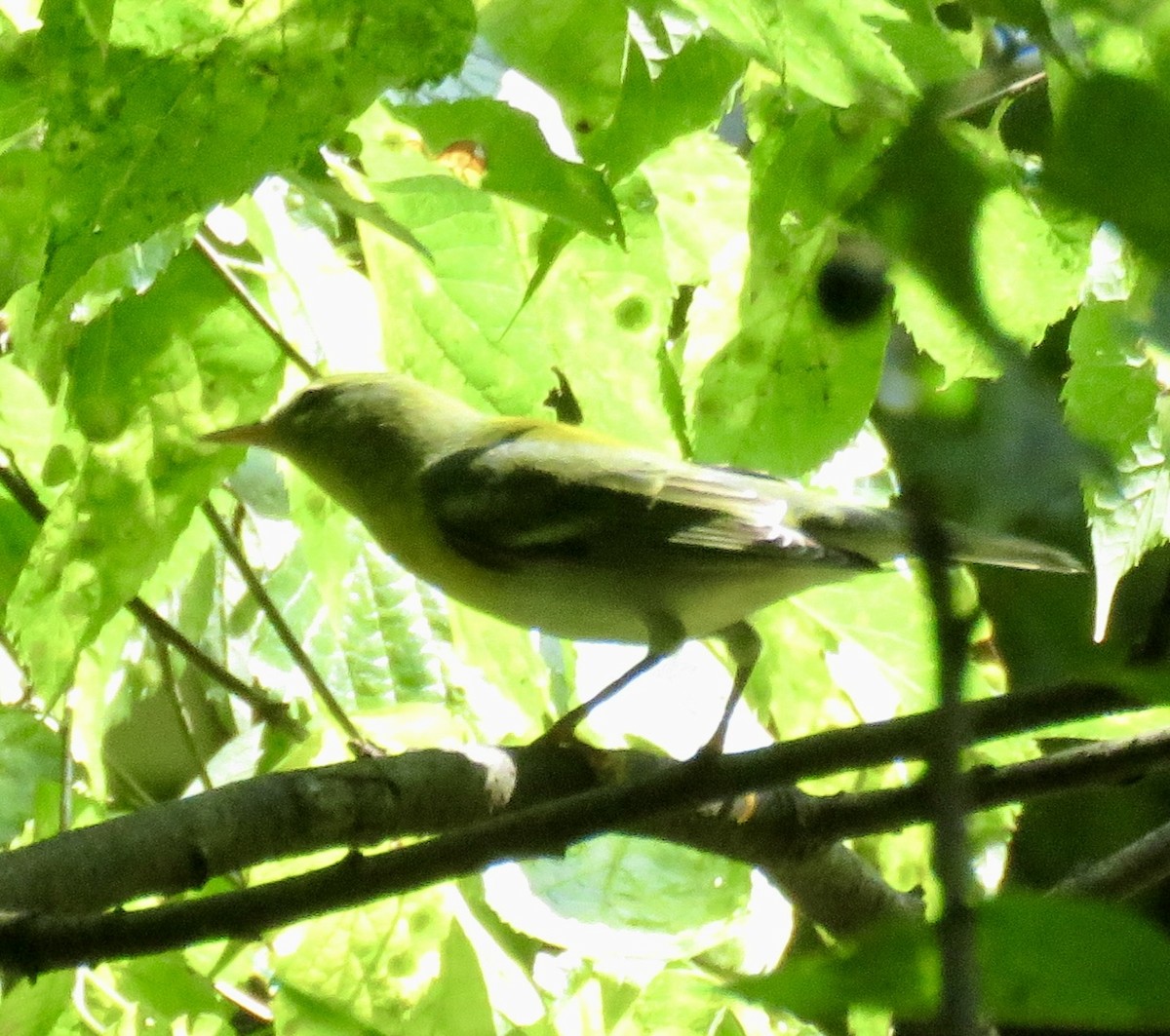 Northern Parula - ML608728106