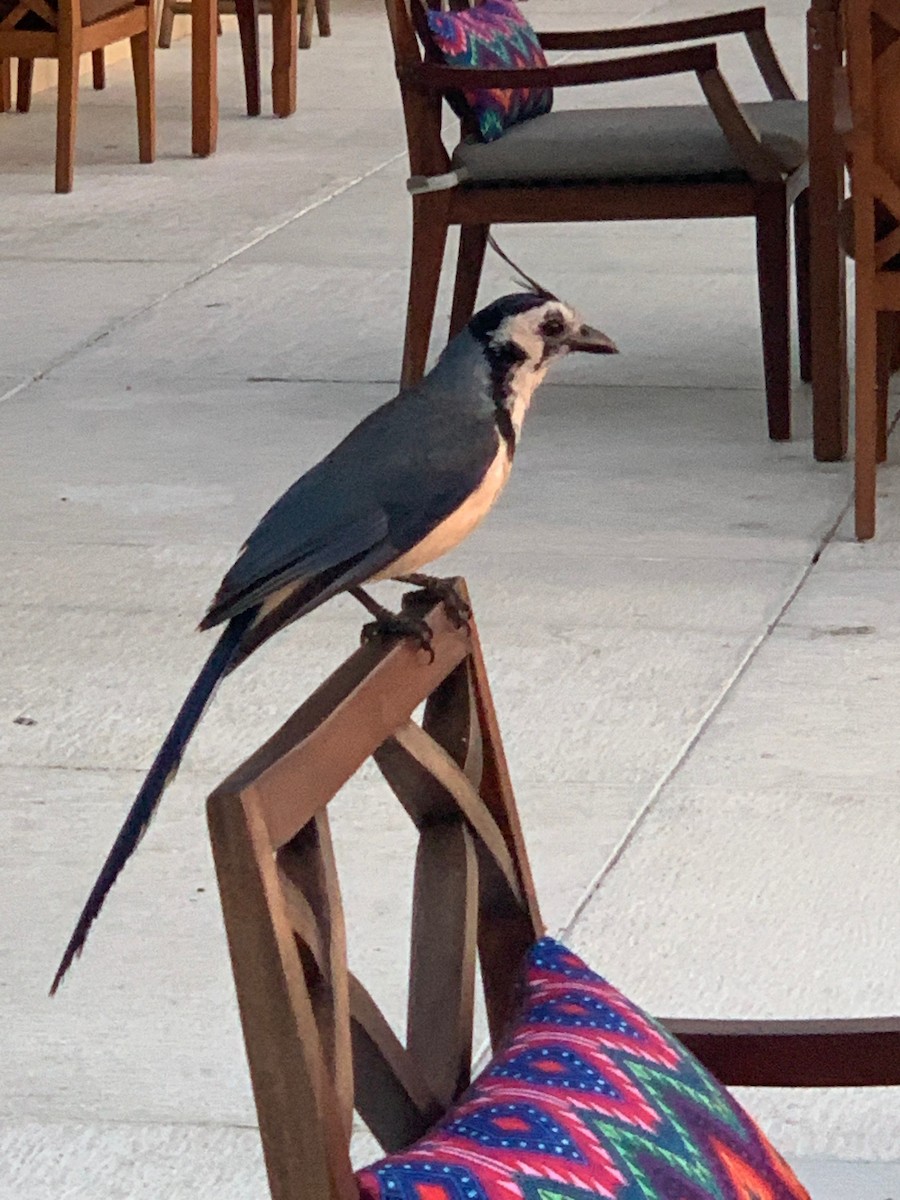 White-throated Magpie-Jay - ML608728124